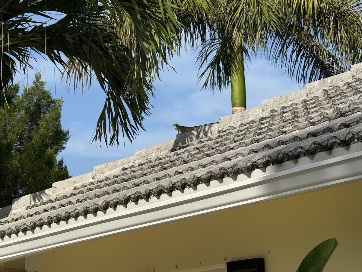 Large iguana on residential property in South Florida