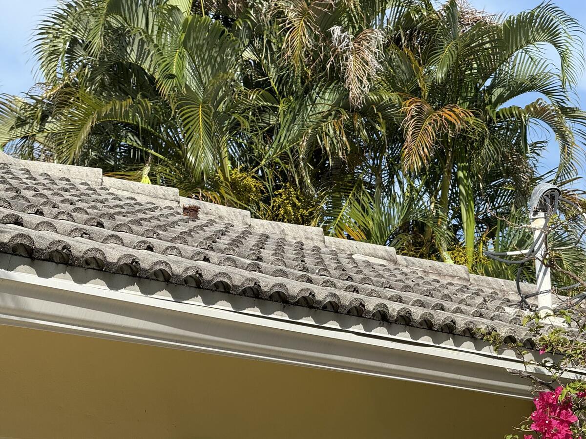 Clean roof tiles after professional iguana removal