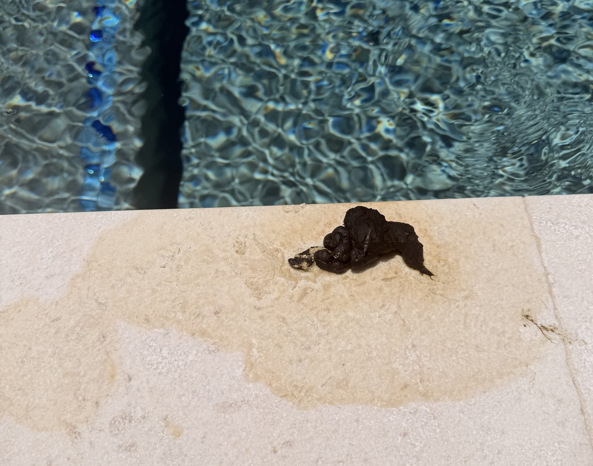 Iguana droppings on a pool deck in Delray Beach, Florida, showing dark organic portion and white urate stain on the deck surface