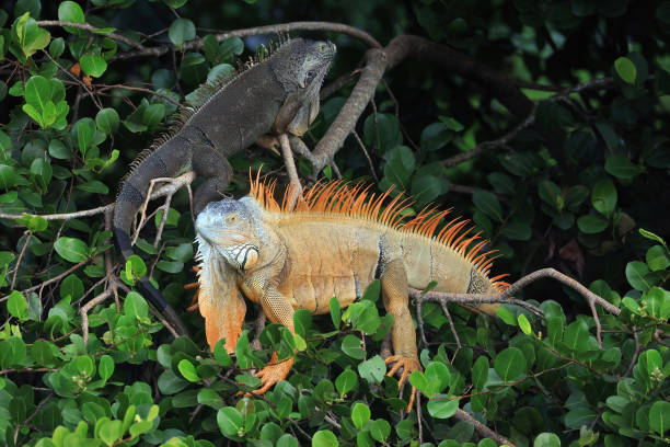 Large iguanas sheltering in trees on a South Florida property