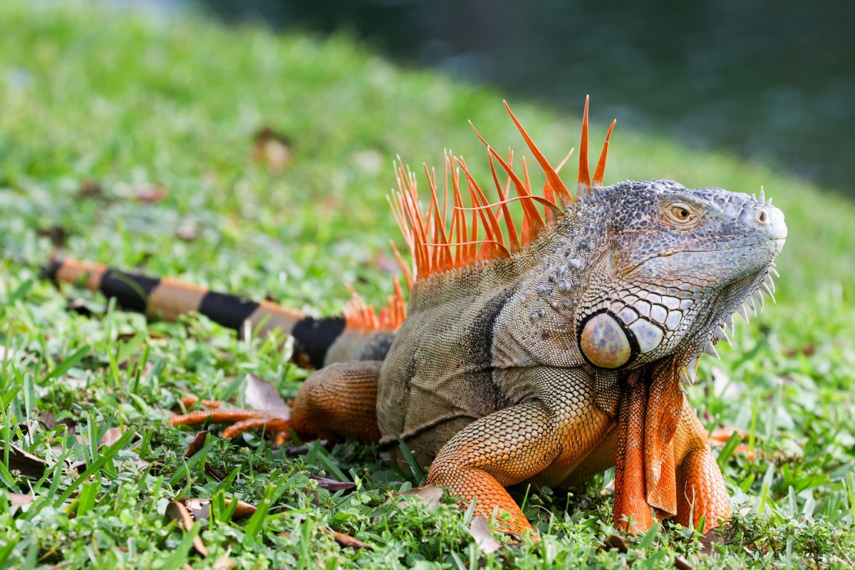 Professional iguana removal in HOA community