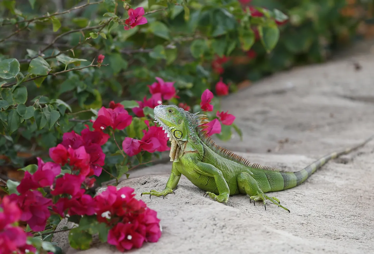 Iguana in garden landscape