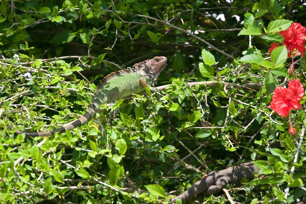 Iguana in garden landscape requiring removal