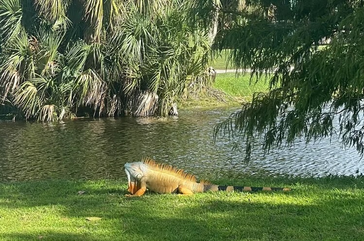 Iguana on golf course requiring professional removal