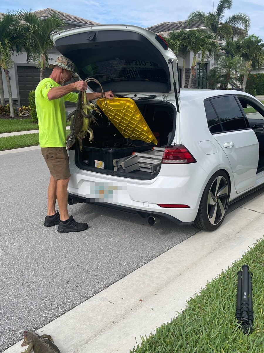 Iguana Gone technician loading multiple removed iguanas into the service vehicle