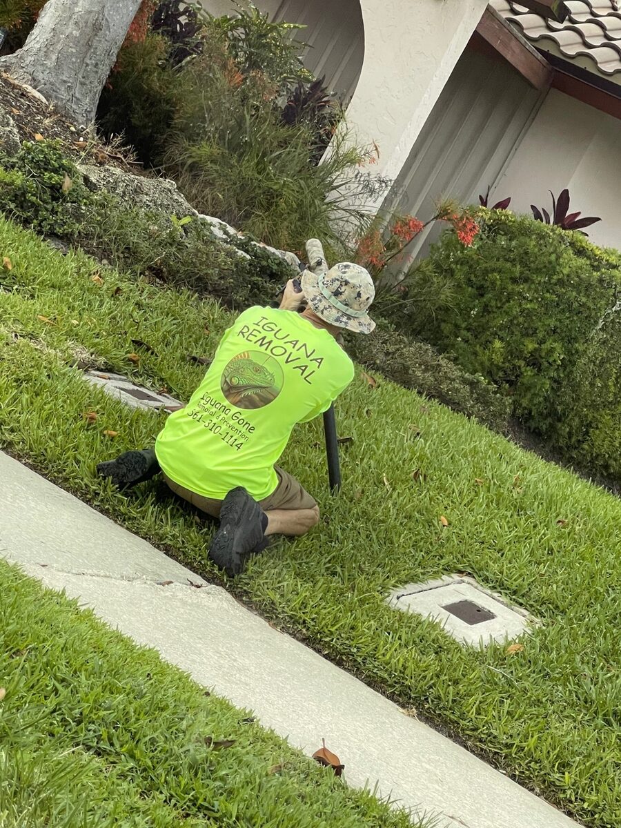 Iguana Gone technician using an air rifle to remove an iguana from a rooftop in South Florida