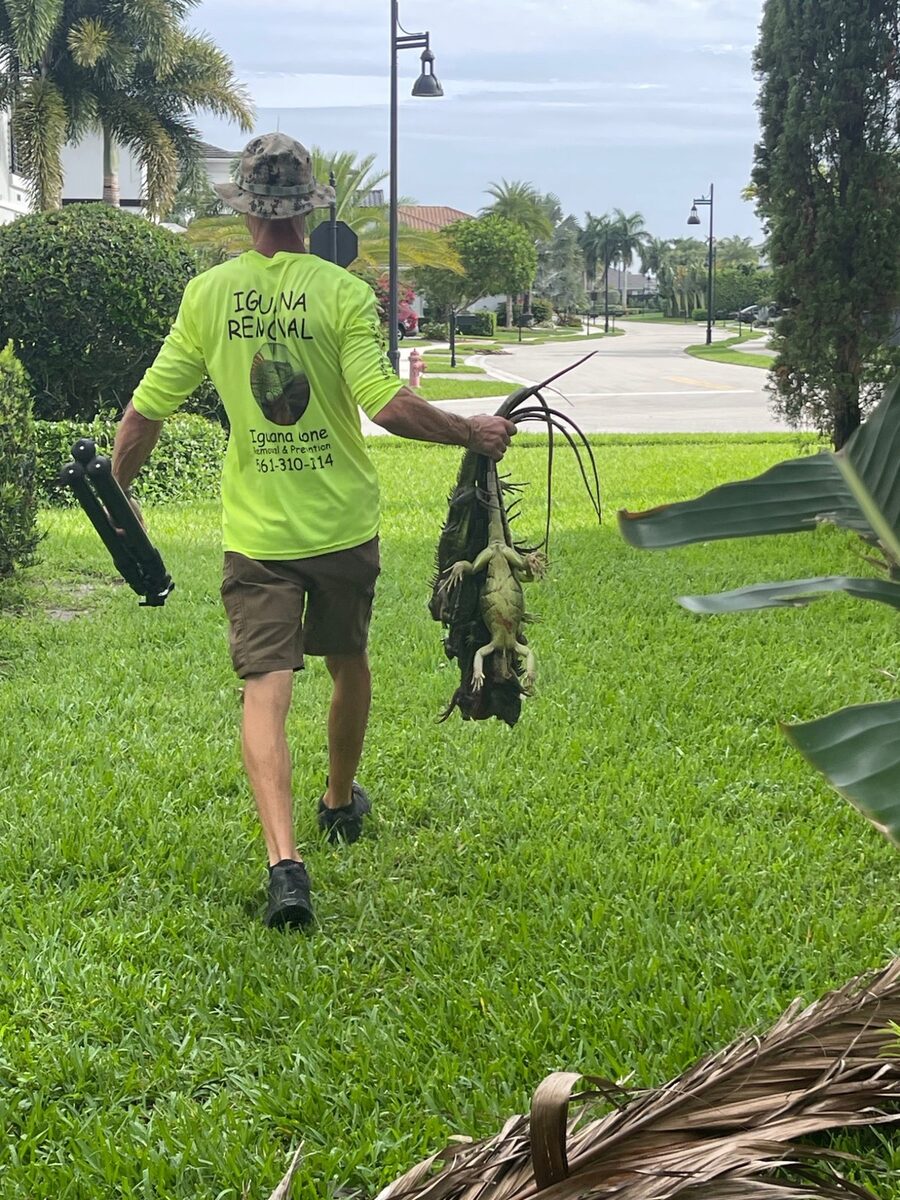 Iguana Gone technician carrying multiple captured iguanas across a Palm Beach County property