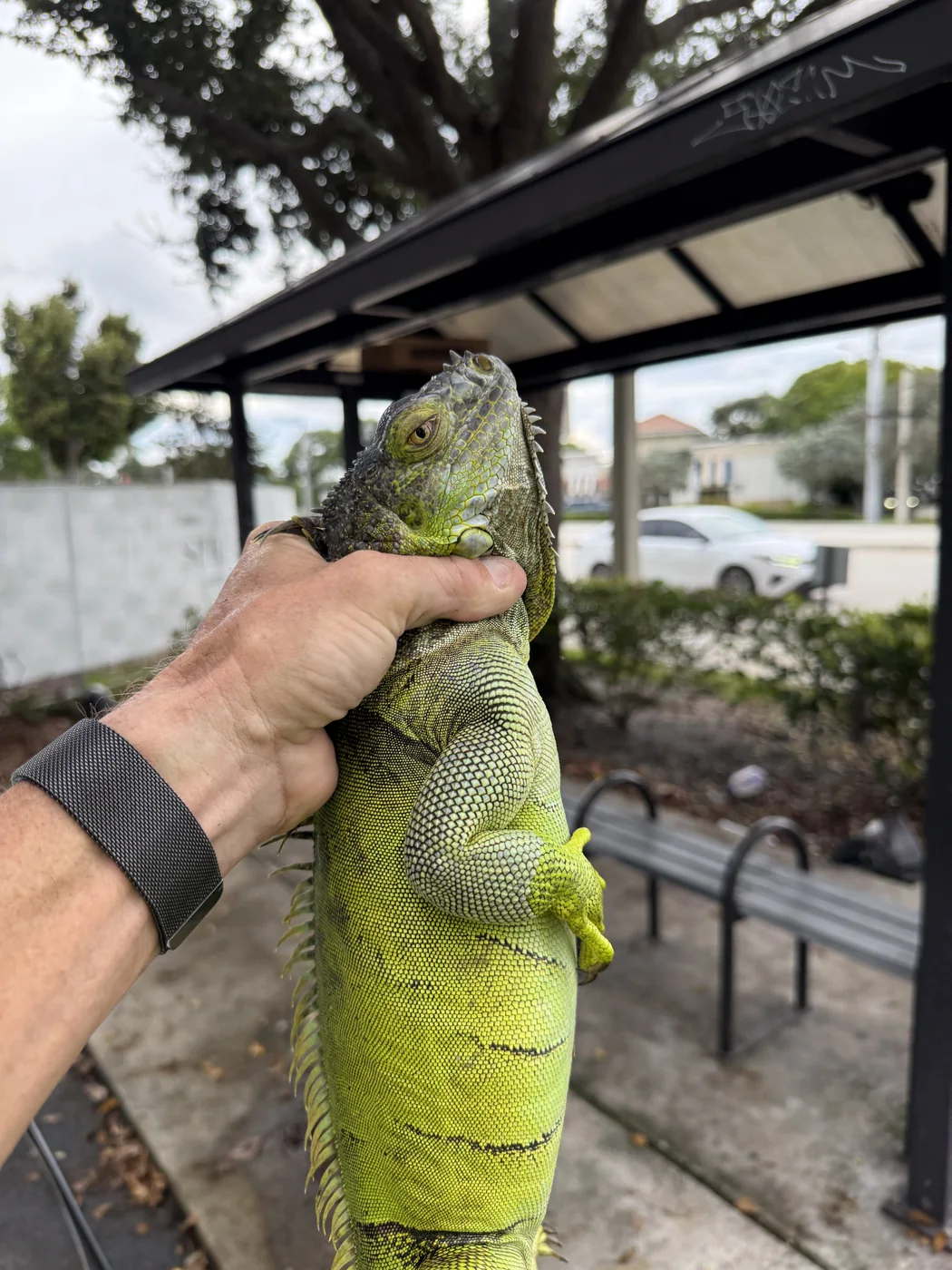 Large iguana held after capture in the parking lot of a Boca Raton commercial property