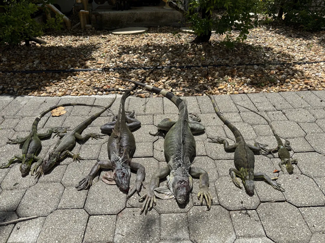 Iguanas removed from a residential property in Boynton Beach, Florida