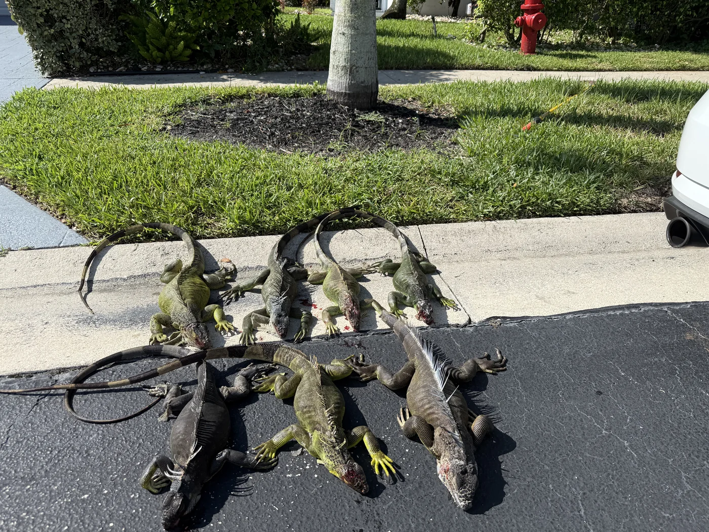 Iguanas removed from a Boynton Beach residential property with activity on the roof and under solar panels