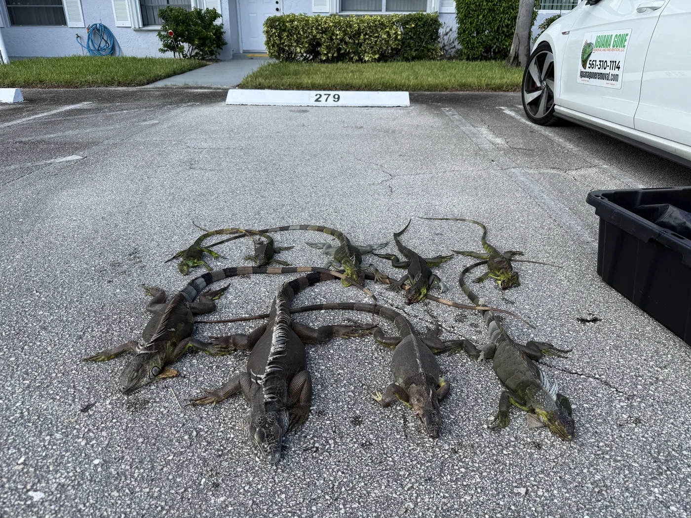 Nine iguanas removed from a Delray Beach HOA community with lake and canal activity