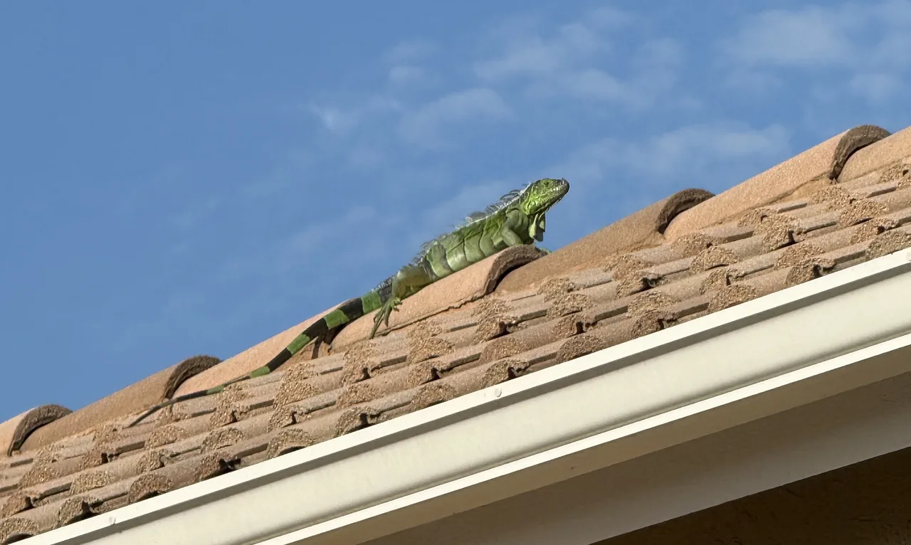 Bright green iguana basking on the ridge of a barrel-tile roof under a clear blue sky in Delray Beach, Florida