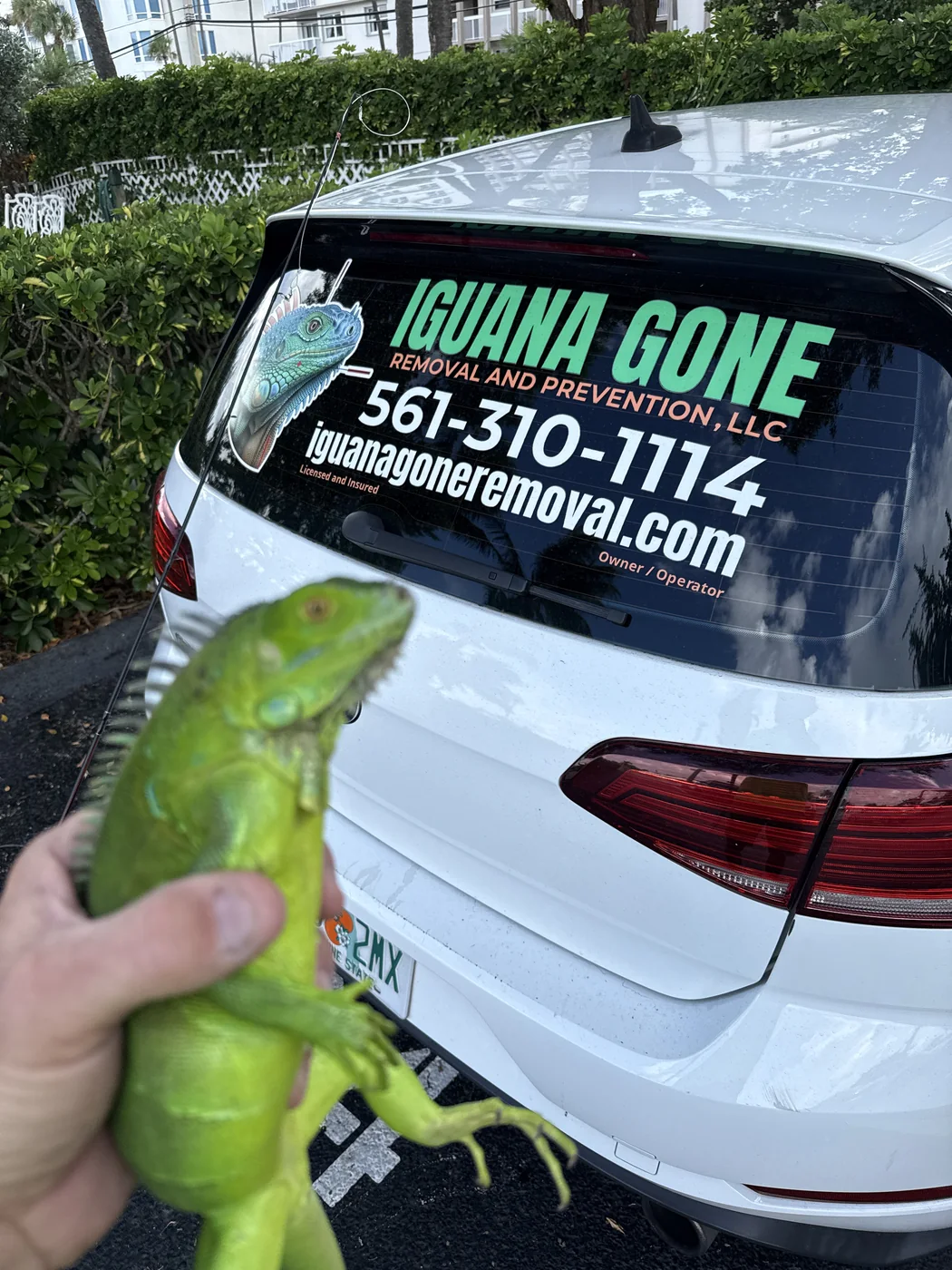 Juvenile iguana held beside the Iguana Gone vehicle after a snare-pole capture at a Hillsboro Beach condominium marina