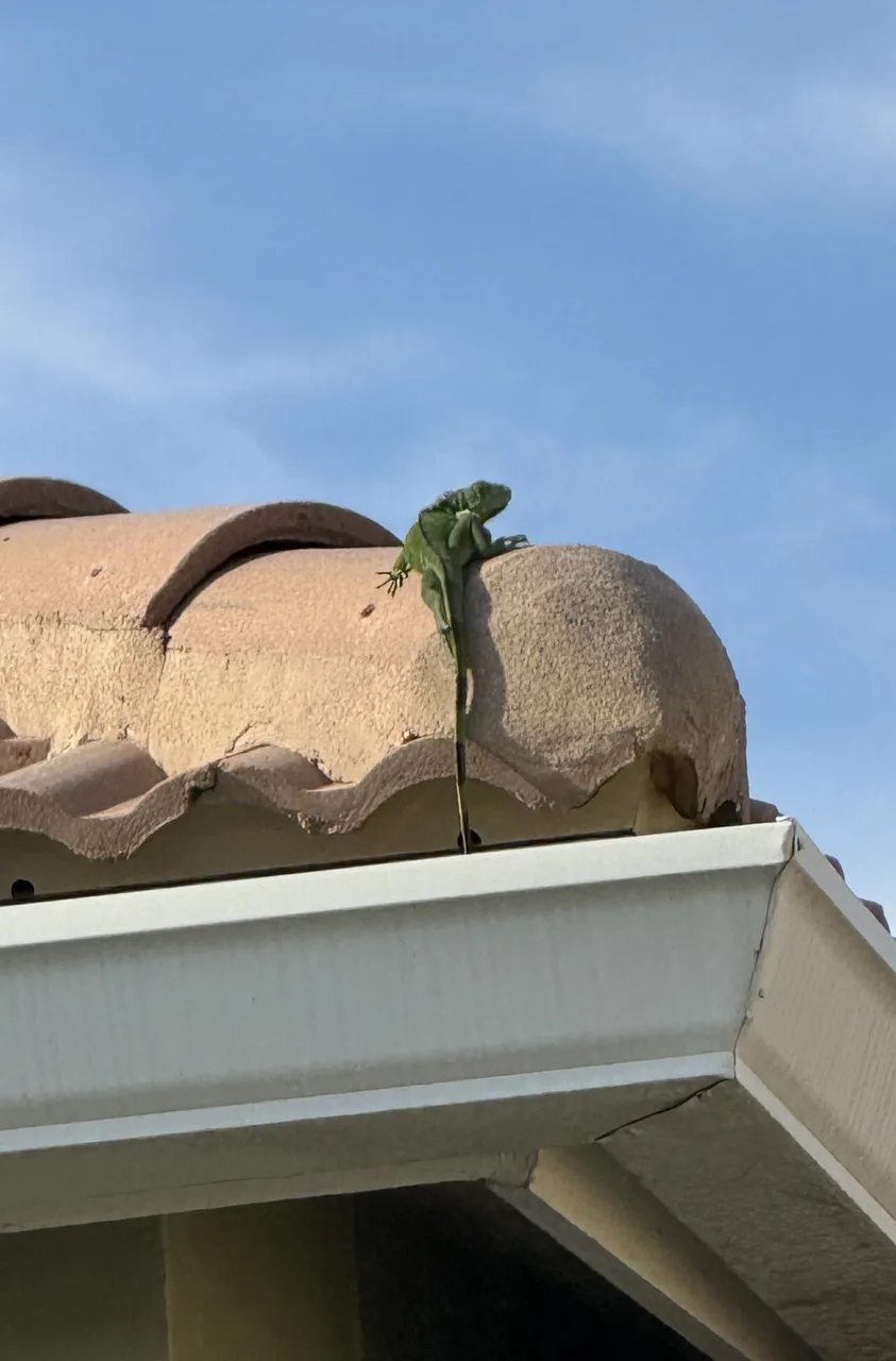 Green iguana climbing over the edge of a tile roof beside the gutter on a home in Delray Beach, Florida
