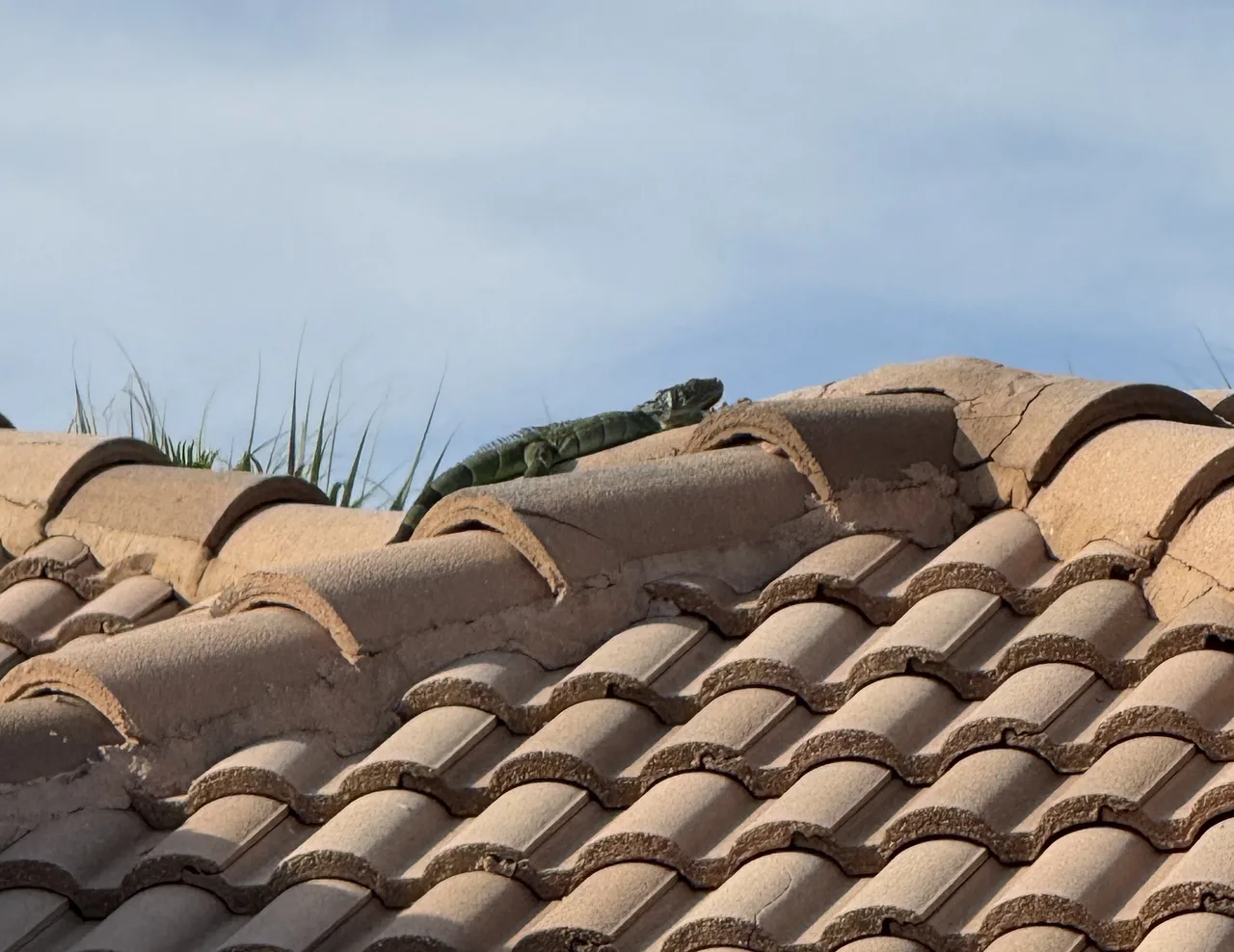 Green iguana resting on a tile roof beside cracked and lifted barrel tiles in Delray Beach, Florida