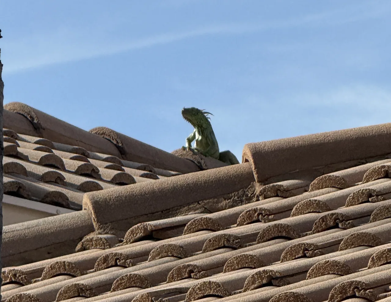 Green iguana perched upright on the ridge tiles of a home in Delray Beach, Florida
