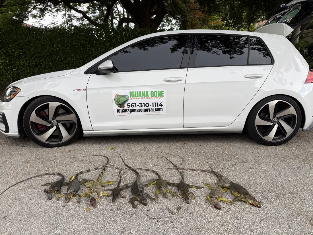 Nine iguanas removed from a roofline in West Boca Raton, beside the Iguana Gone service vehicle