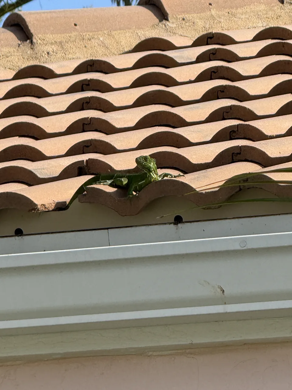 Juvenile green iguana resting along the gutter line at the edge of a tile roof in Delray Beach, Florida