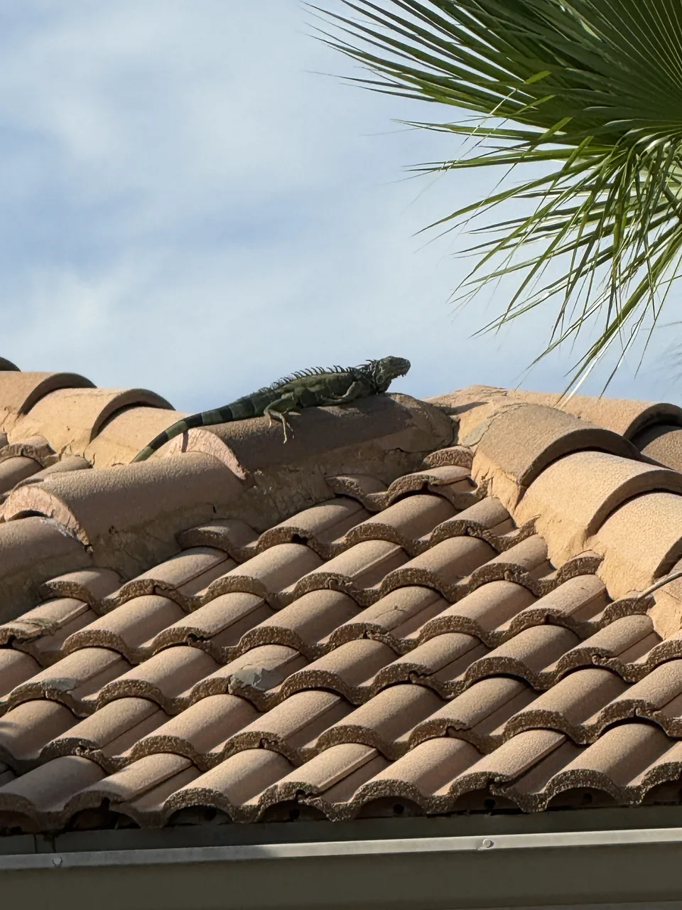 Large adult green iguana with a full dorsal crest walking along the ridge of a tile roof in Delray Beach, Florida