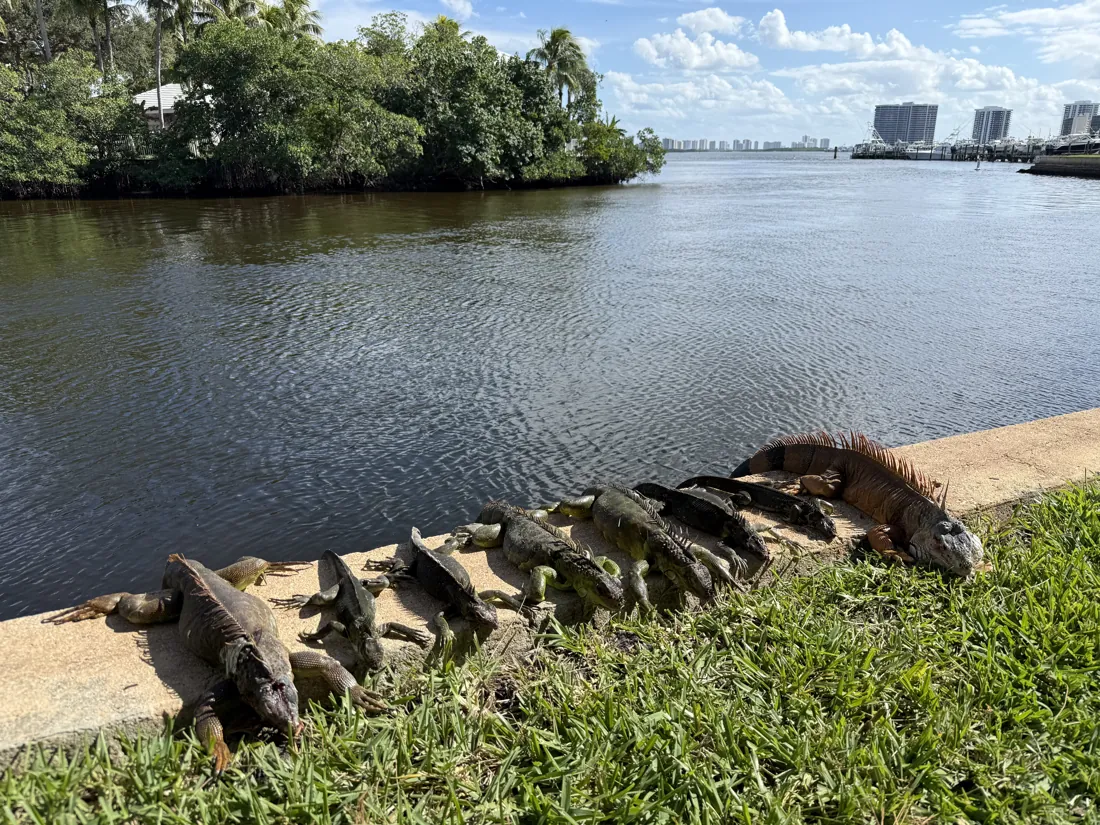 Iguanas removed from a waterfront community in North Palm Beach, Florida