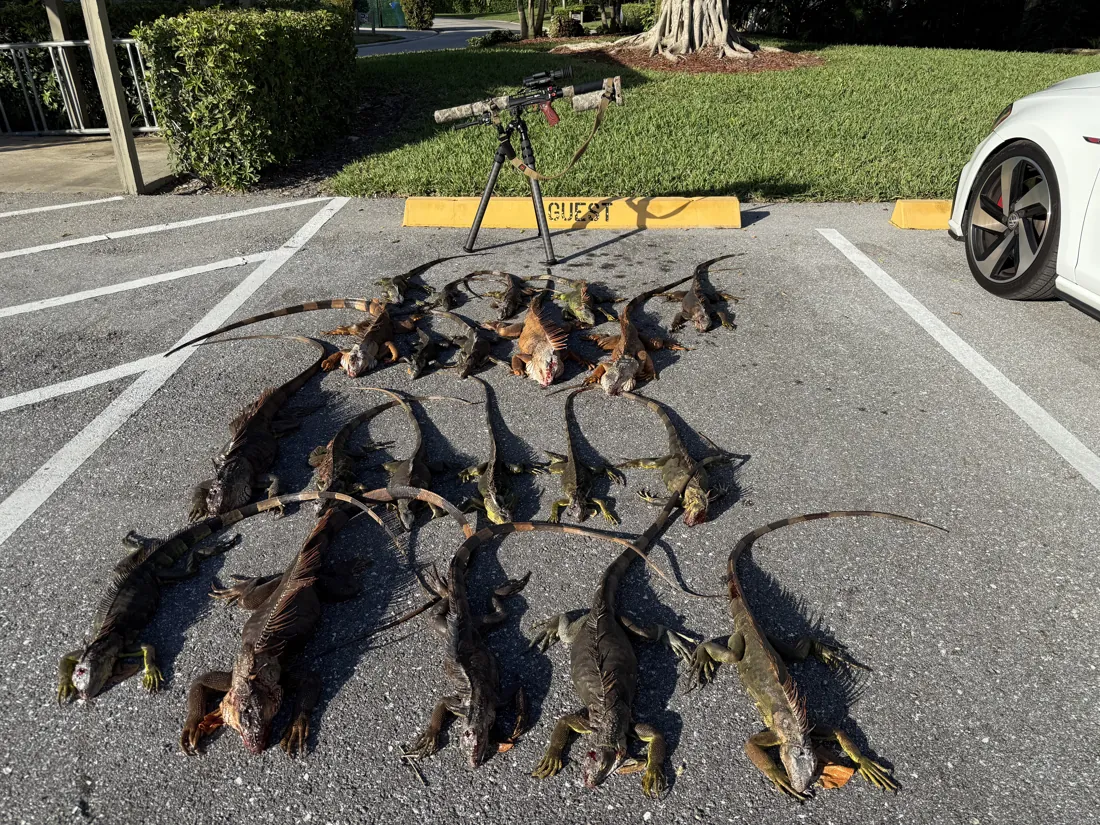 Iguanas removed from an HOA community in West Boca Raton, Florida