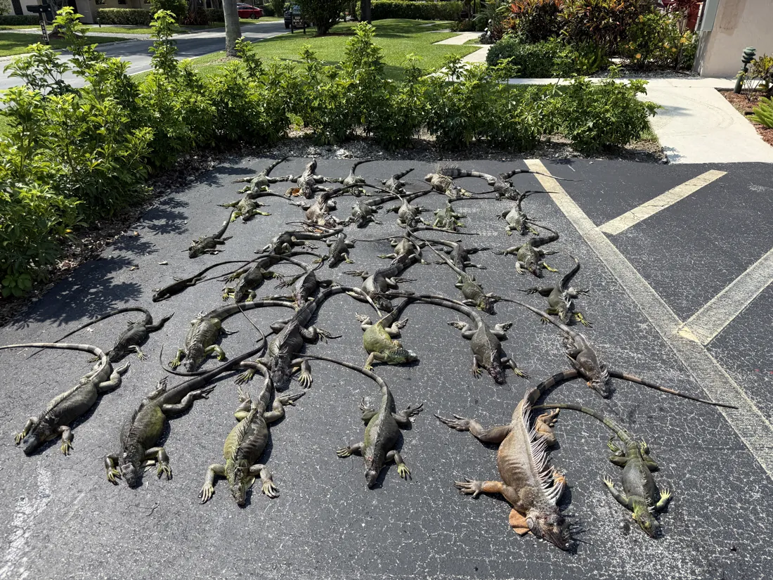 Dozens of iguanas removed from a single HOA community in West Boca Raton, Florida